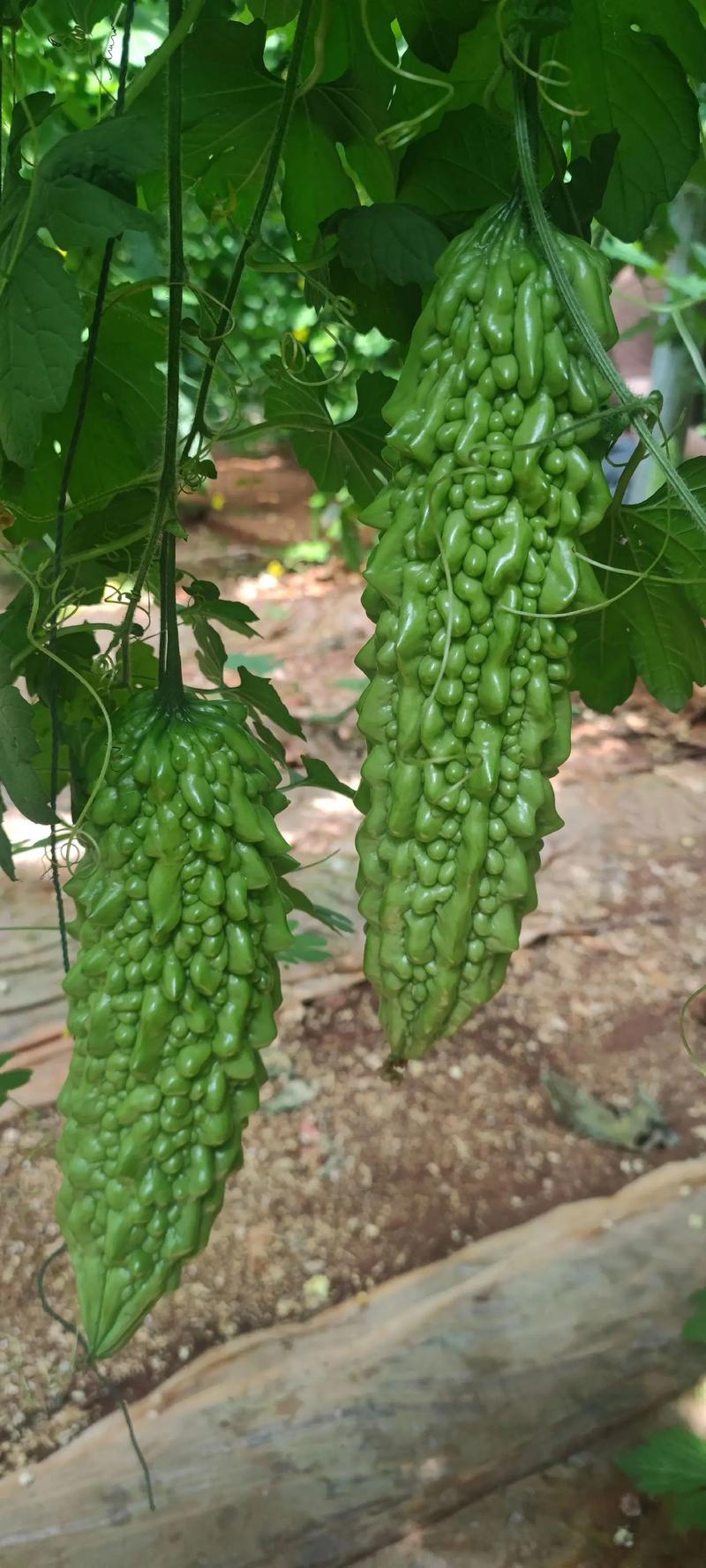 寿光东风41苦瓜，种植基地一手货源，发全国各地各类客商