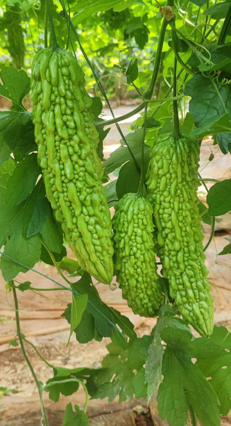 寿光东风41苦瓜，种植基地一手货源，发全国各地各类客商