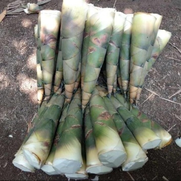 广西麻竹笋大量上市基地直发现挖现发对接全国一条龙服务