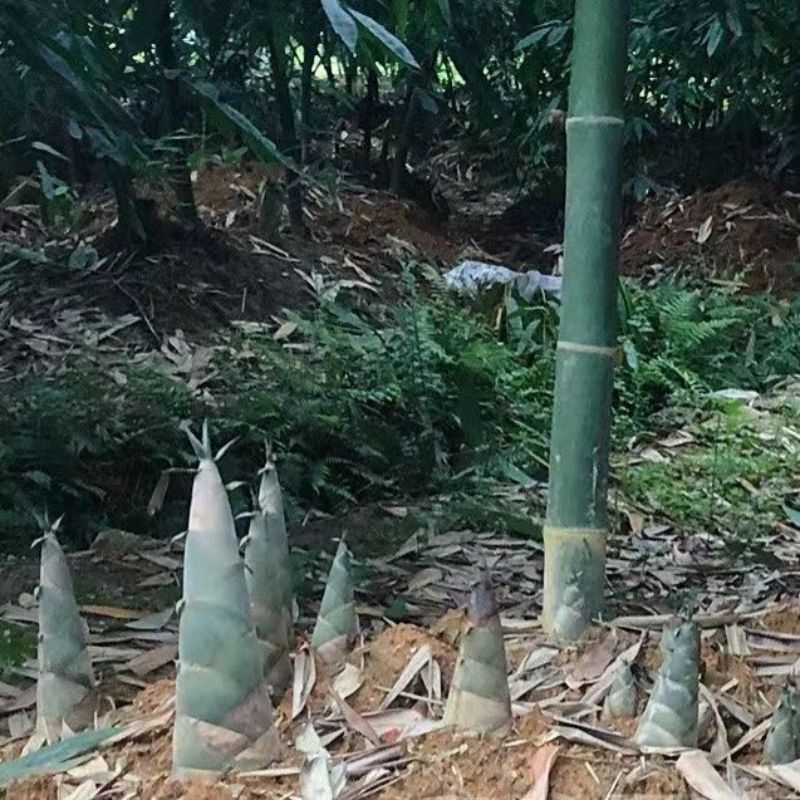 广西麻竹笋大量上市基地直发现挖现发对接全国一条龙服务