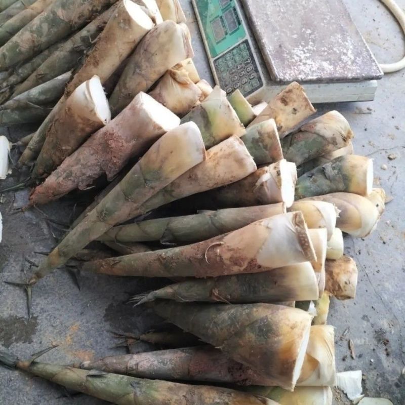广西麻竹笋大量上市基地直发现挖现发对接全国一条龙服务
