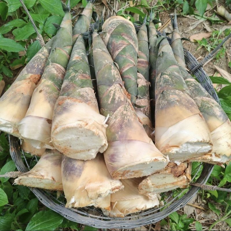 广西麻竹笋大量上市基地直发现挖现发对接全国一条龙服务