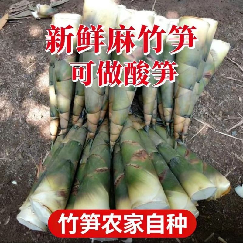 广西麻竹笋大量上市基地直发现挖现发对接全国一条龙服务