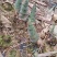 广西麻竹笋大量上市基地直发现挖现发对接全国一条龙服务