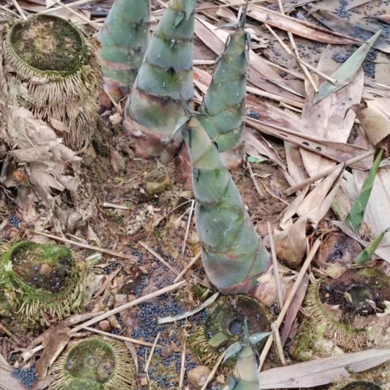 广西麻竹笋大量上市基地直发现挖现发对接全国一条龙服务