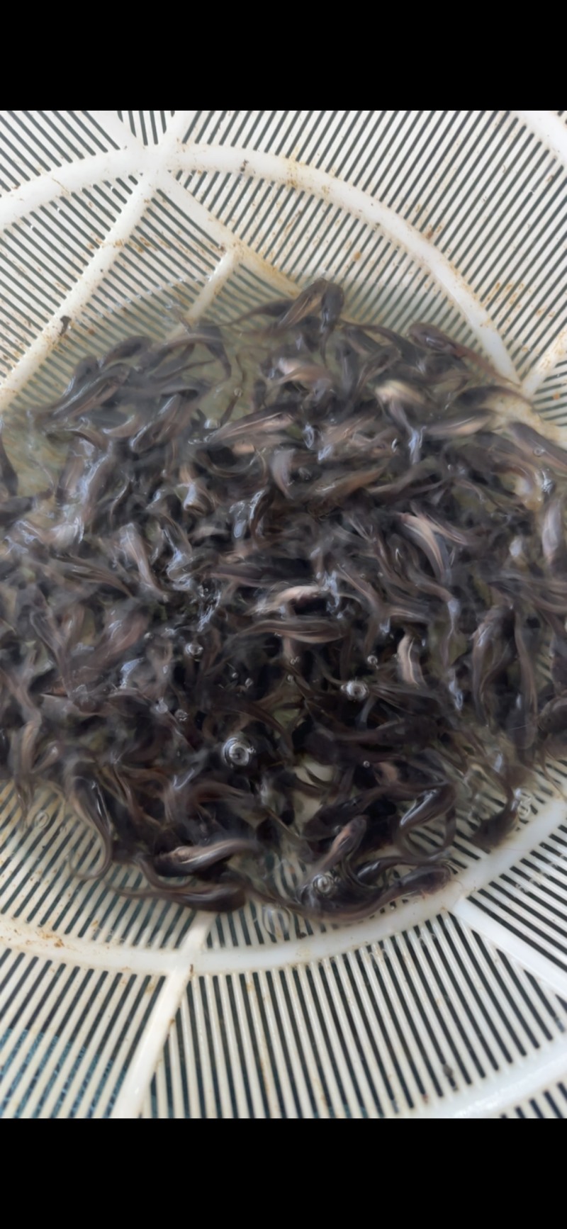 南方大口鲶鱼淡水养殖食用二须胡子土鲶鱼河鲶叉口鲶鱼