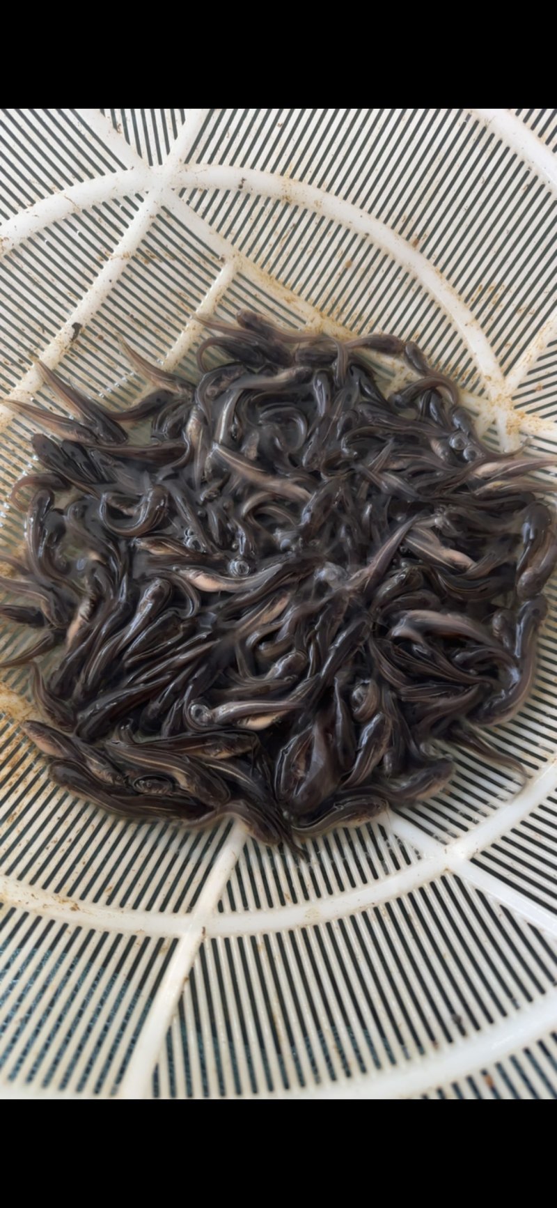 南方大口鲶鱼淡水养殖食用二须胡子土鲶鱼河鲶叉口鲶鱼