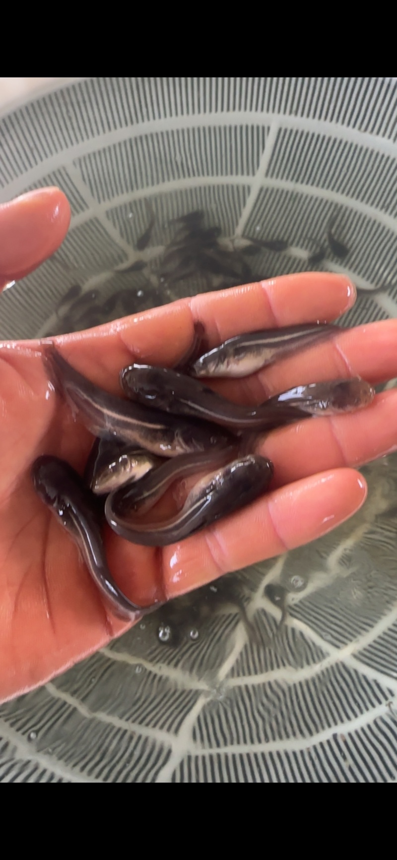南方大口鲶鱼淡水养殖食用二须胡子土鲶鱼河鲶叉口鲶鱼