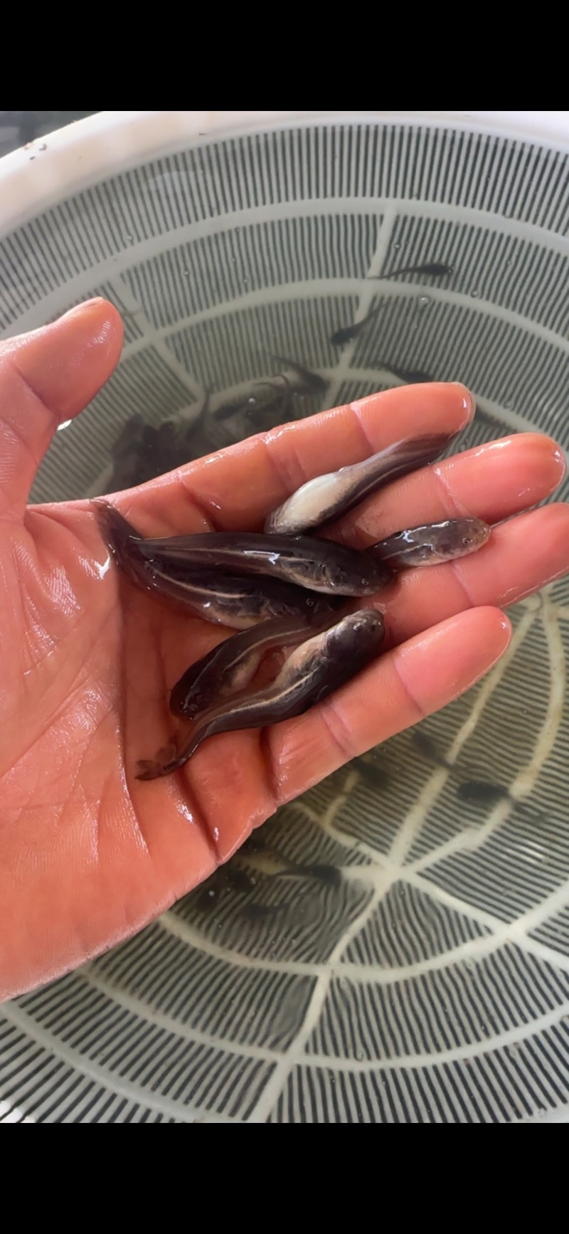 南方大口鲶鱼淡水养殖食用二须胡子土鲶鱼河鲶叉口鲶鱼
