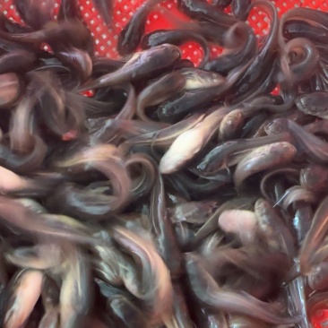 南方大口鲶鱼淡水养殖食用二须胡子土鲶鱼河鲶叉口鲶鱼