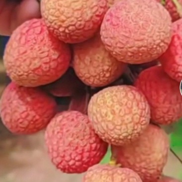 广东白糖荔枝