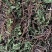 阴地蕨野生绿色，水洗烤干无硫统货20斤包邮，质量保证。