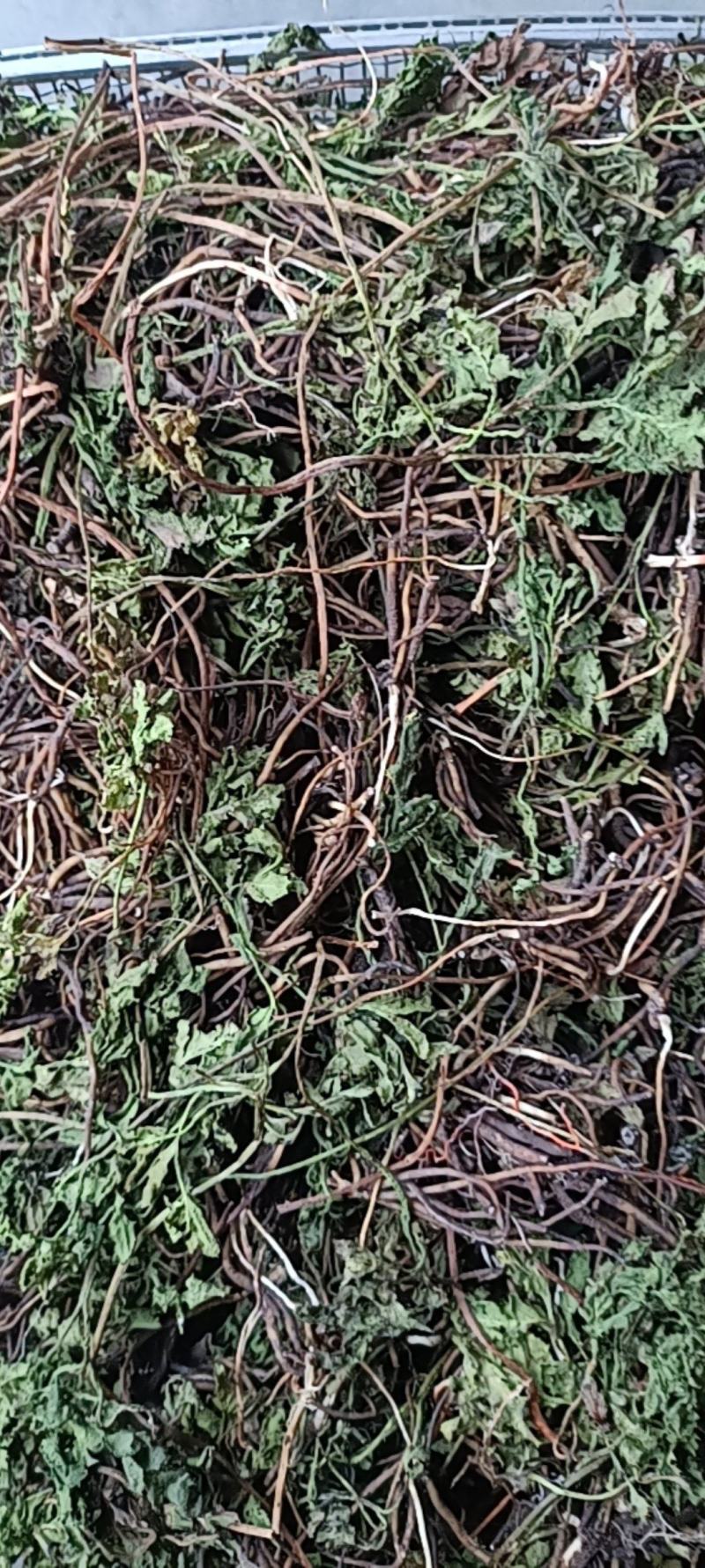 阴地蕨野生绿色，水洗烤干无硫统货20斤包邮，质量保证。