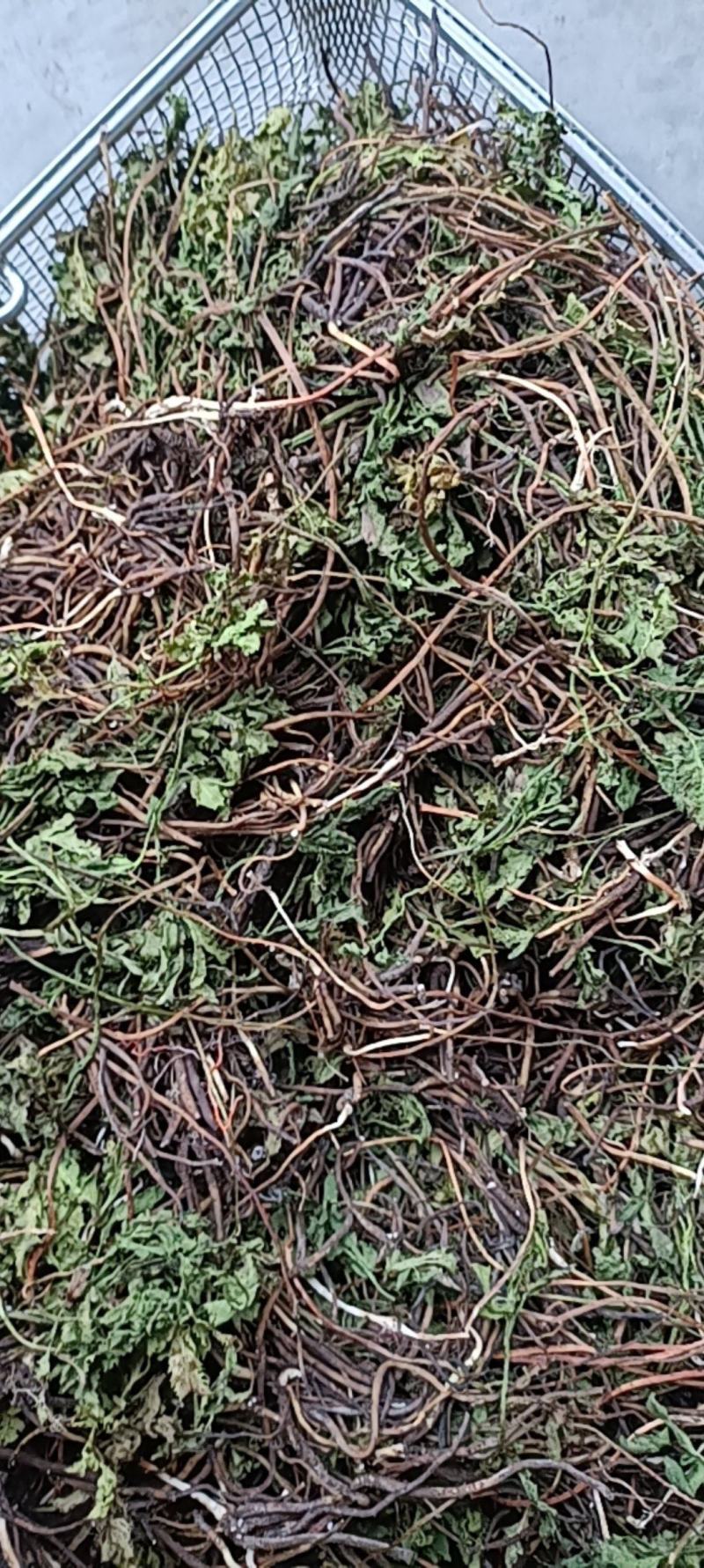 阴地蕨野生绿色，水洗烤干无硫统货20斤包邮，质量保证。