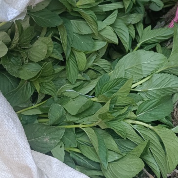 薄荷秧子