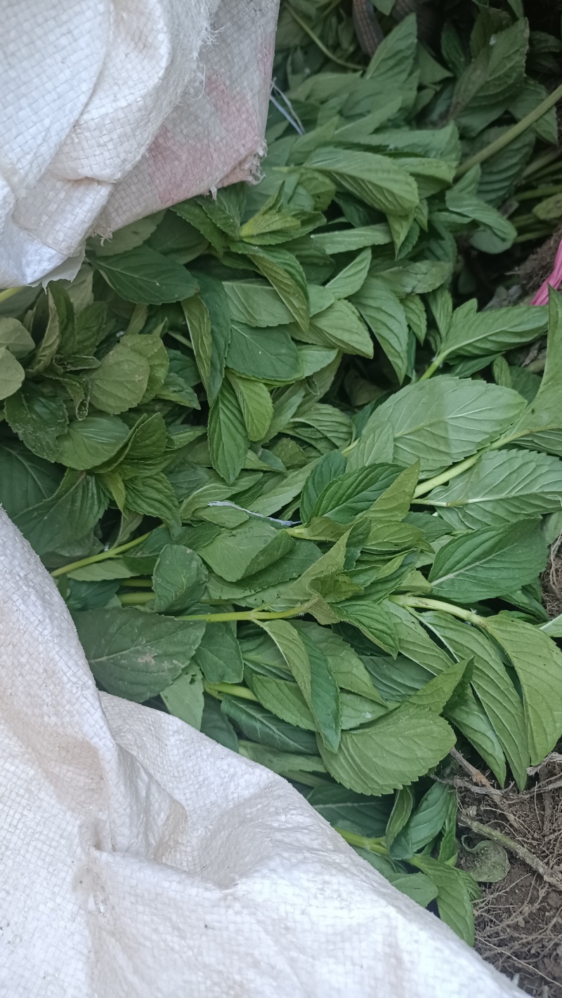 薄荷秧子