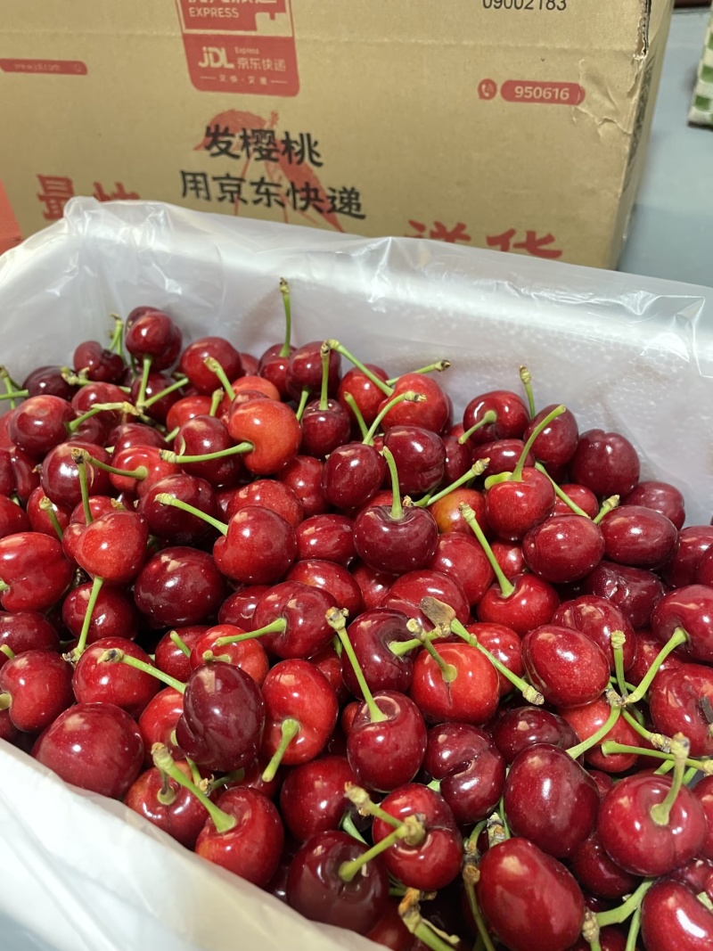 【红灯樱桃】山东红灯樱桃/山东樱桃/对接全网价格便宜