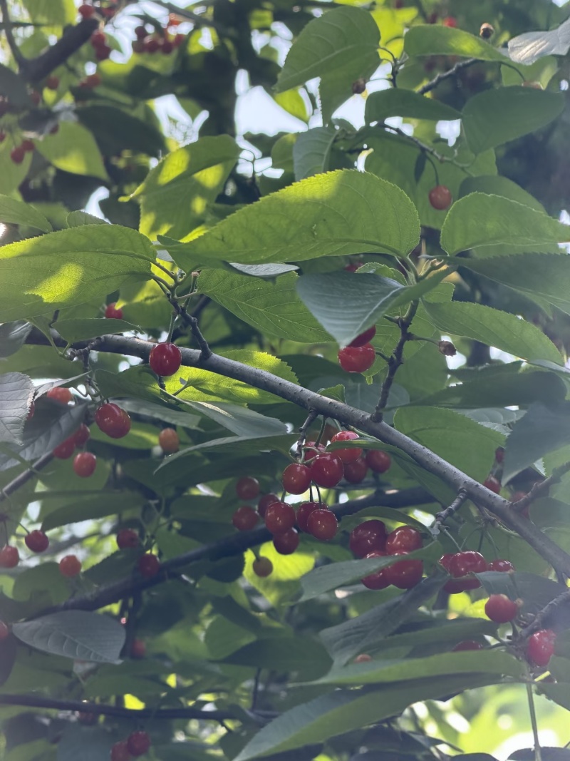 【红灯樱桃】山东红灯樱桃/山东樱桃/对接全网价格便宜
