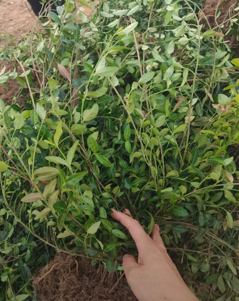 高50厘米小叶扶芳藤，护坡湖提专用苗