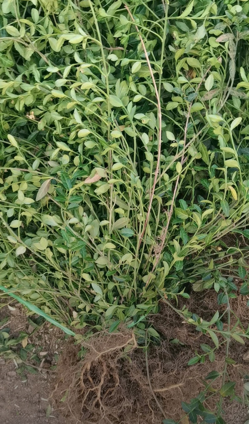 高50厘米小叶扶芳藤，护坡湖提专用苗