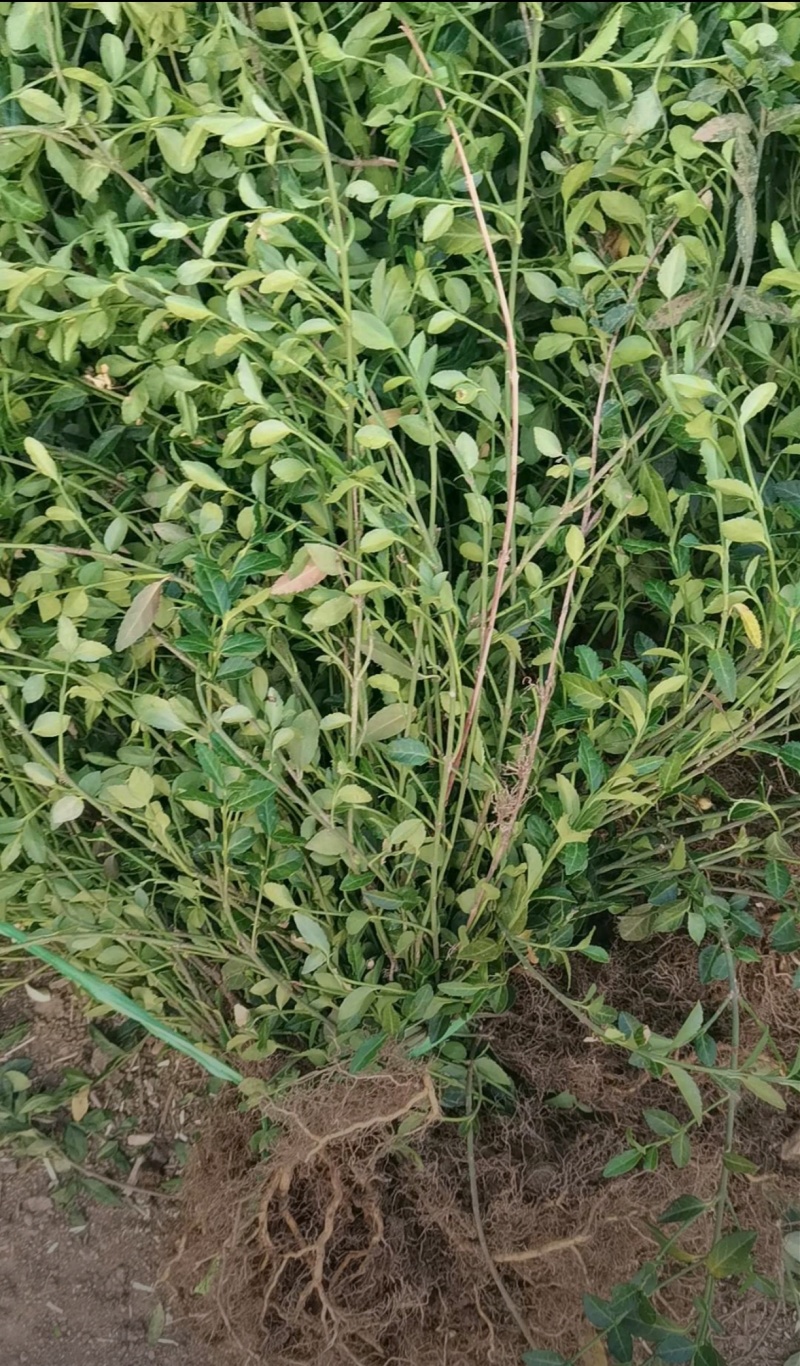高50厘米小叶扶芳藤，护坡湖提专用苗