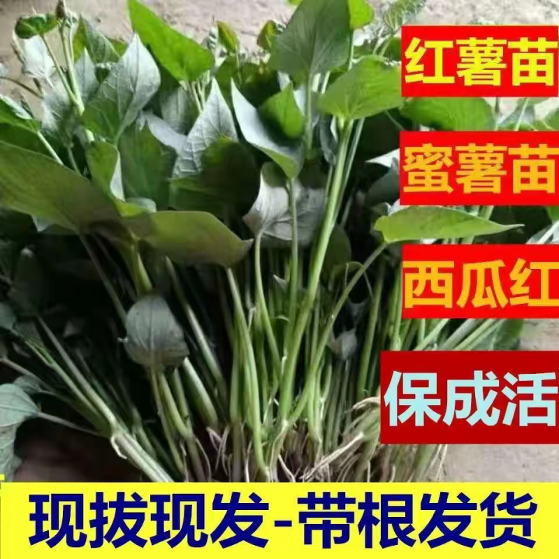 红薯苗红薯苗基地红薯苗批发红薯苗产地直销
