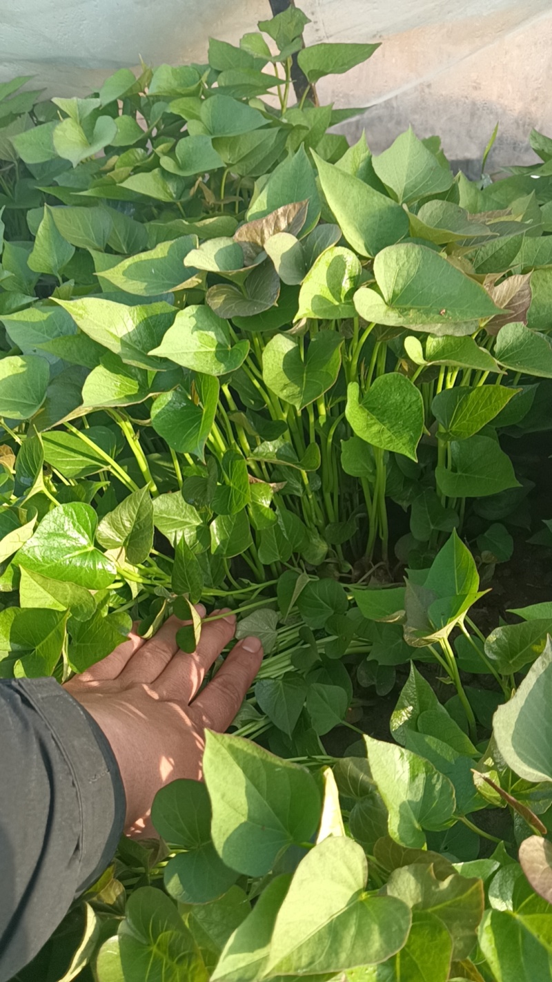 红薯苗红薯苗基地红薯苗批发红薯苗产地直销