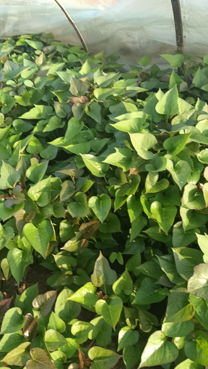 红薯苗红薯苗基地红薯苗批发红薯苗产地直销