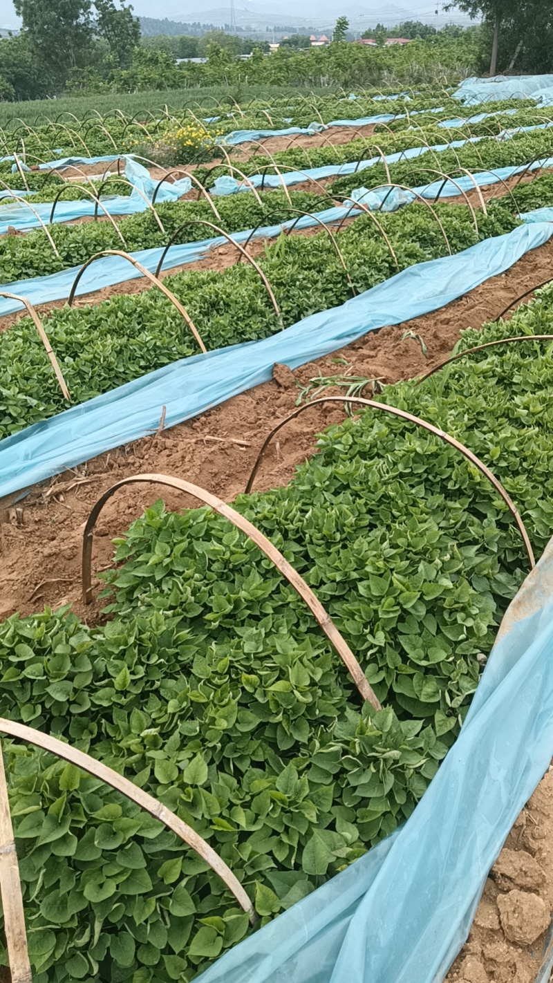 红薯苗红薯苗基地红薯苗批发红薯苗产地直销