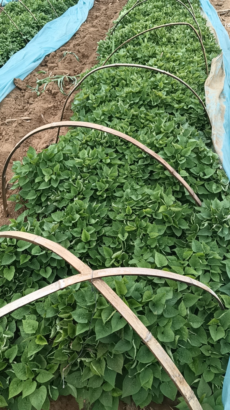 红薯苗红薯苗基地红薯苗批发红薯苗产地直销