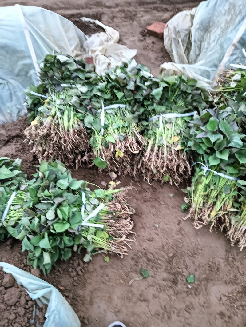 红薯苗红薯苗基地红薯苗批发红薯苗产地直销