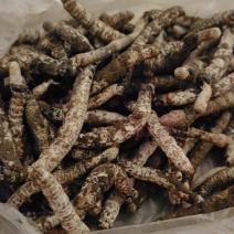 贵州虫草