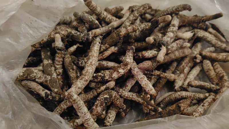 贵州虫草