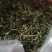 高山（海泼在800米左右）野生绿茶，手工制作，现货不多。
