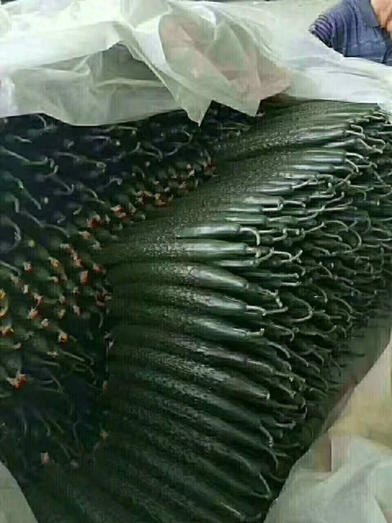 密刺黄瓜已上市大量对接供应，供全国，一条龙服务