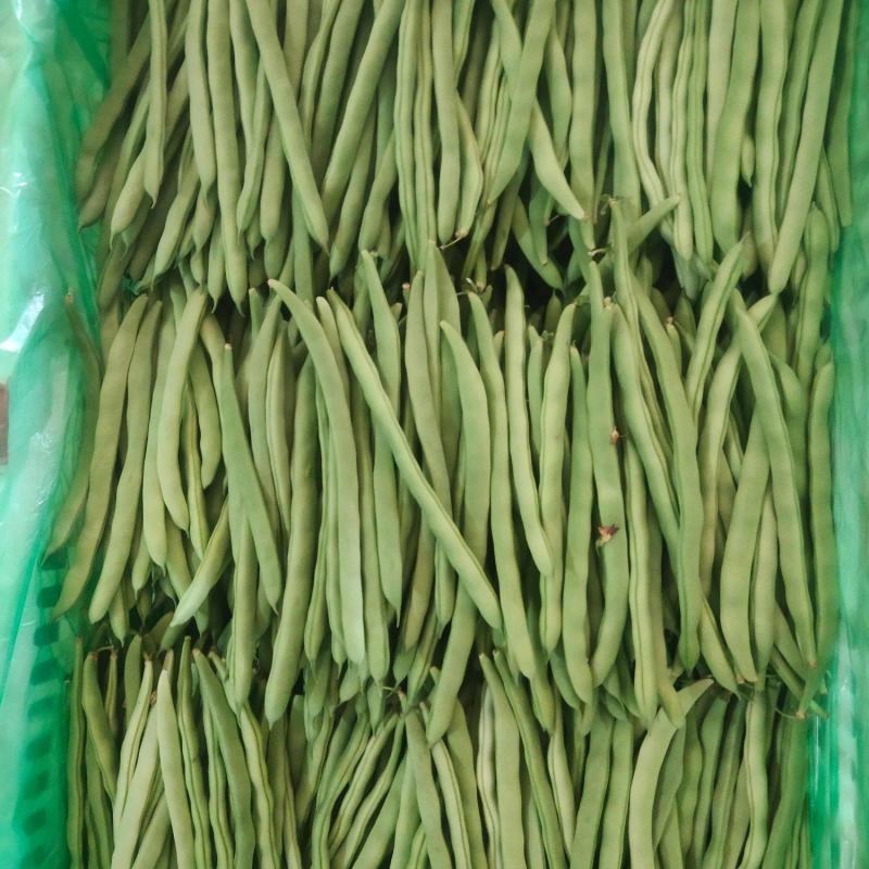 聊城无丝豆已大量上市产地直供大量有货质量保证一手货源