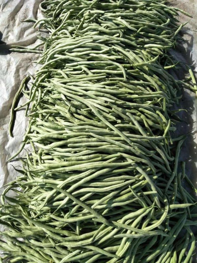 聊城无丝豆已大量上市产地直供大量有货质量保证一手货源