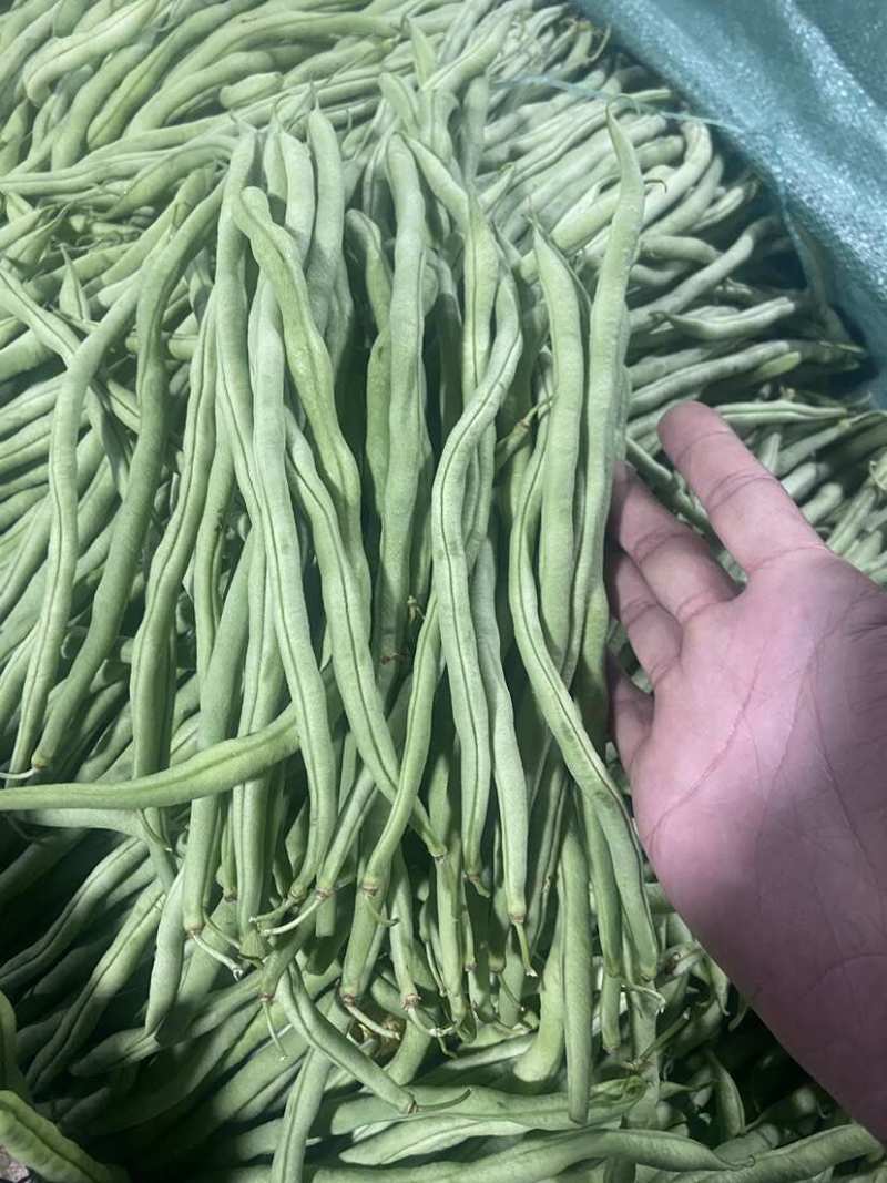 聊城无丝豆已大量上市产地直供大量有货质量保证一手货源