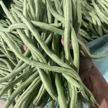 聊城无丝豆已
