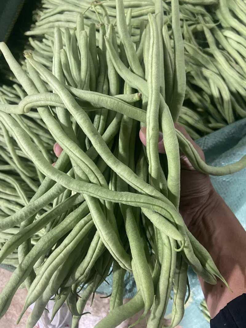 聊城无丝豆已大量上市产地直供大量有货质量保证一手货源
