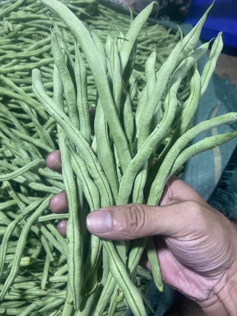 聊城无丝豆已大量上市产地直供大量有货质量保证一手货源