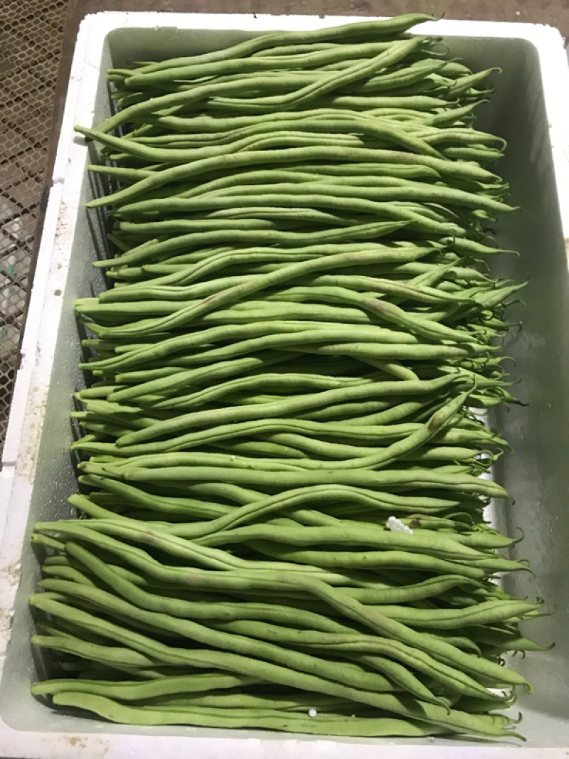 聊城无丝豆已大量上市产地直供大量有货质量保证一手货源