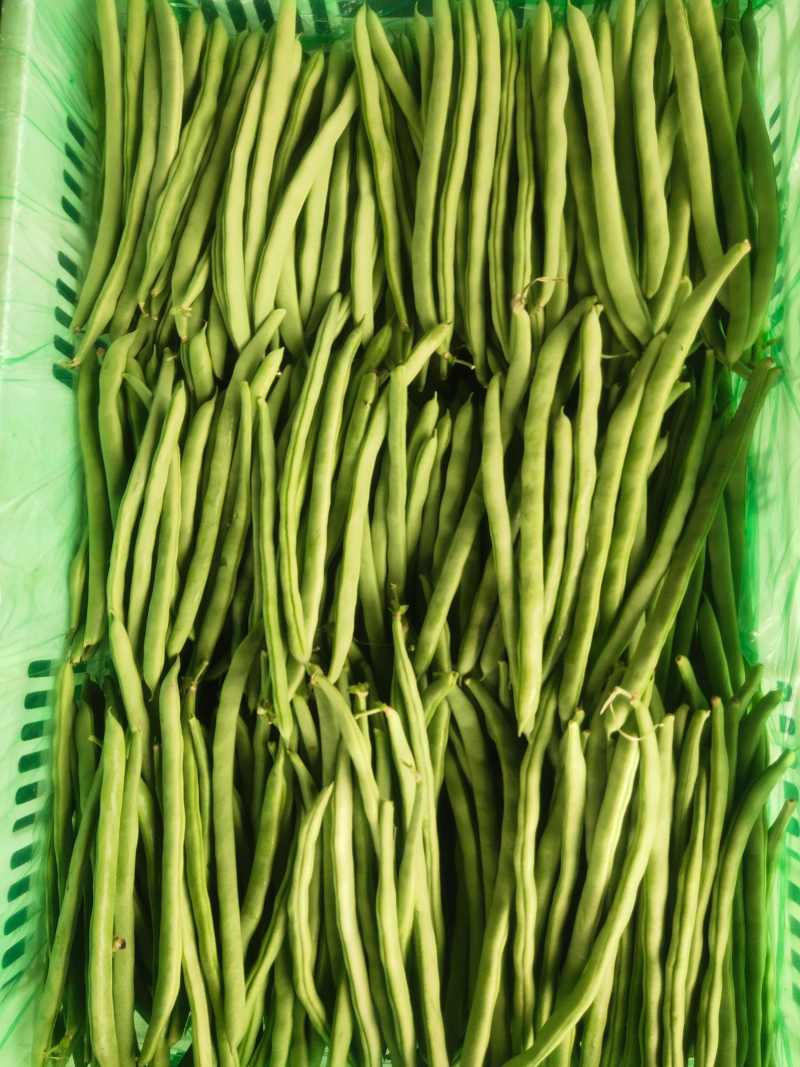 聊城无丝豆已大量上市产地直供大量有货质量保证一手货源