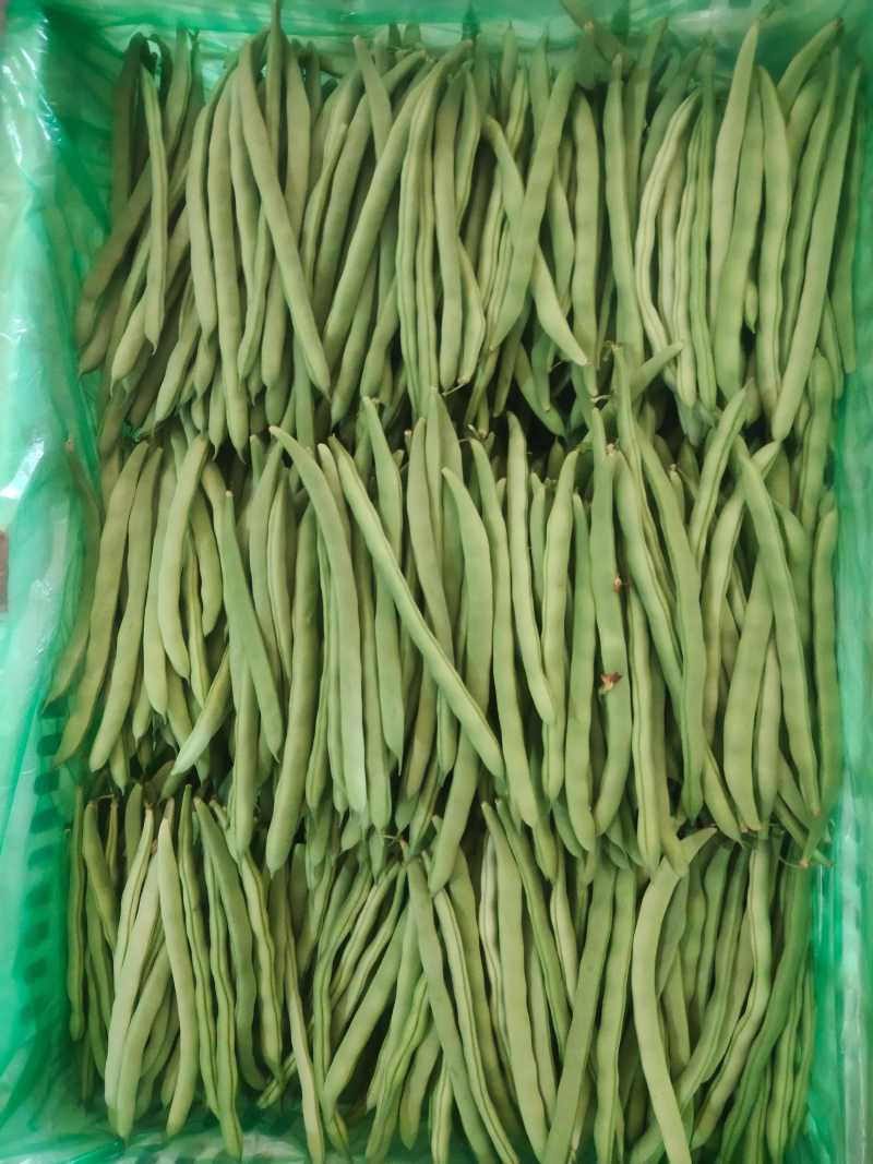 聊城无丝豆已大量上市产地直供大量有货质量保证一手货源