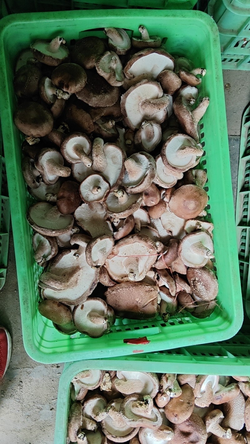 片菇