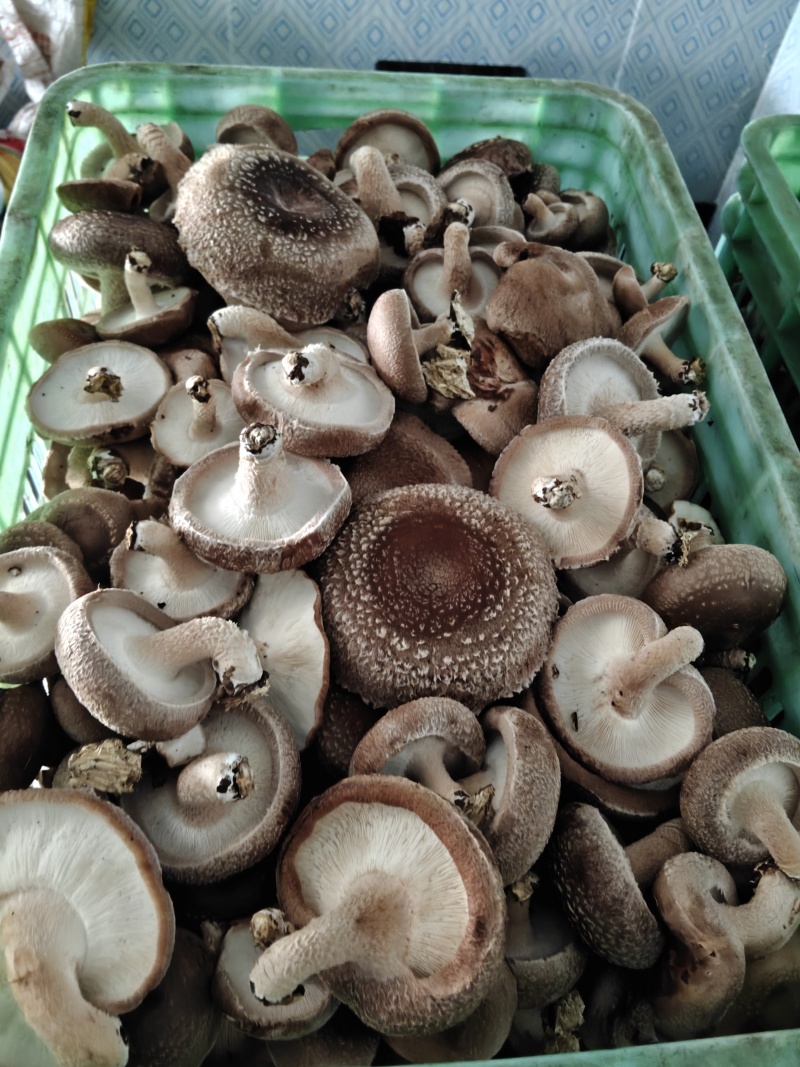 片菇