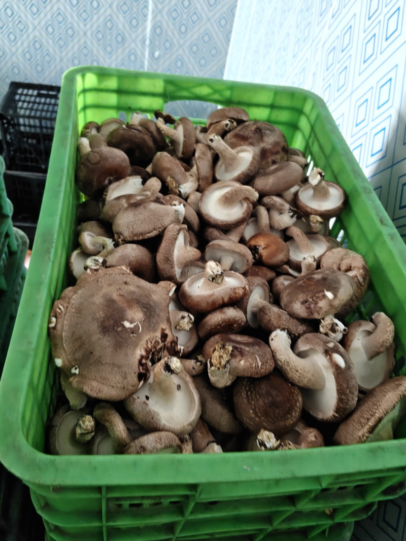 片菇