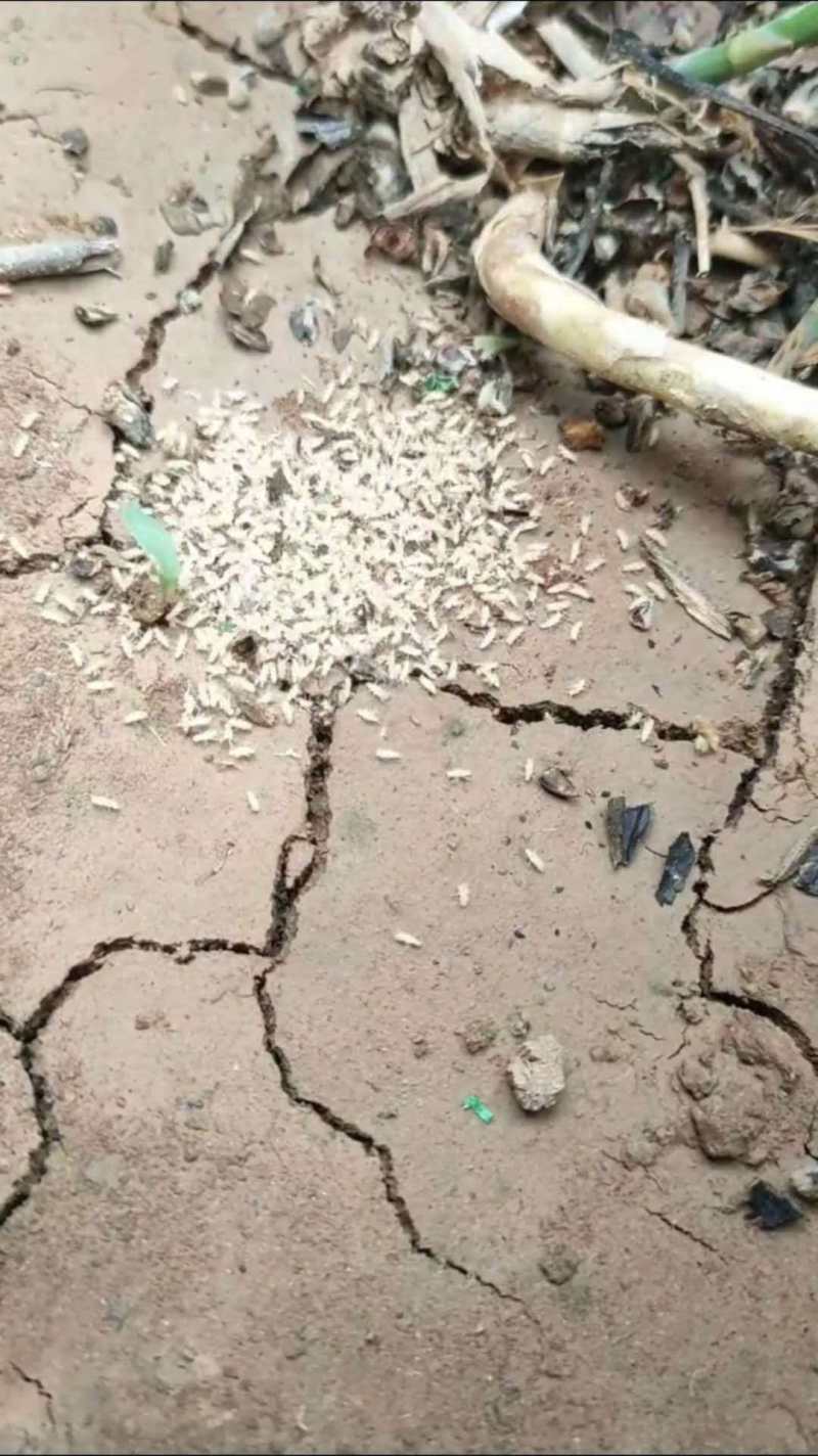 金蝉活苗，金蝉种苗/产地直发/量大从优/成活率高