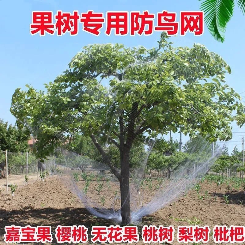 防鸟网樱桃葡萄梨树草莓大棚果树果园尼龙防鸟网鱼塘泥鳅