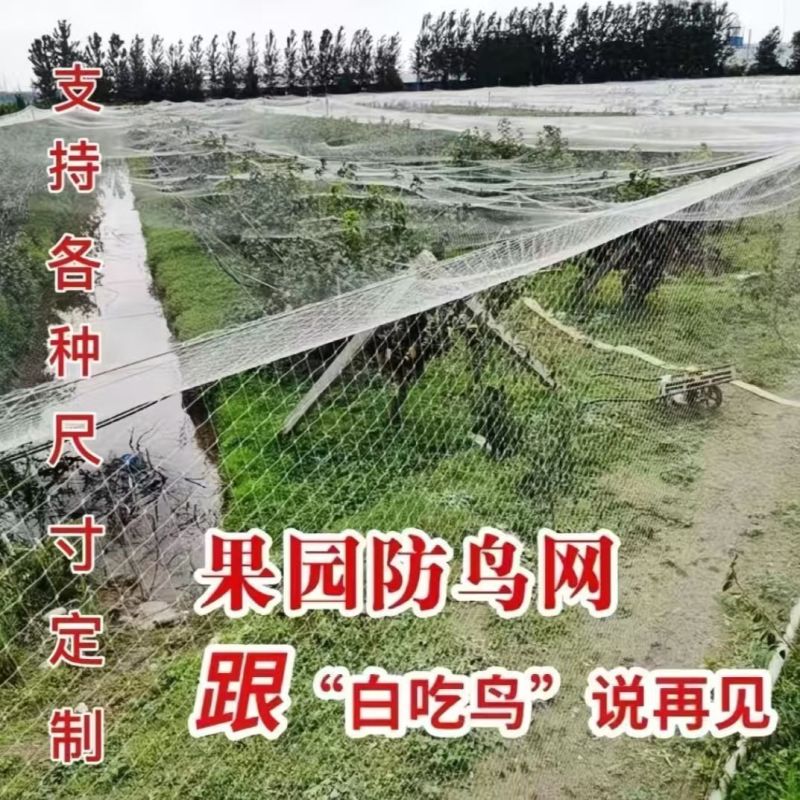 防鸟网樱桃葡萄梨树草莓大棚果树果园尼龙防鸟网鱼塘泥鳅